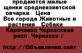 продаются милые щенки среднеазиатской овчарки › Цена ­ 30 000 - Все города Животные и растения » Собаки   . Карачаево-Черкесская респ.,Черкесск г.